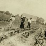 farmers in field 2