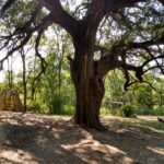 PF old tree 1